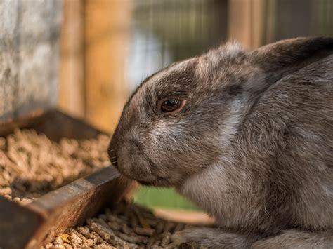 how long can bunnies go without food