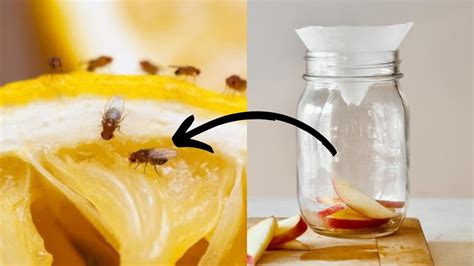 how to get rid of fruit flies in restaurant: understanding the biology behind their attraction